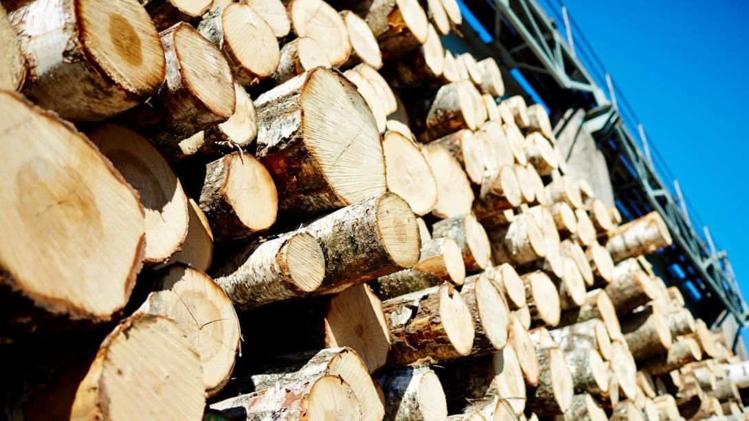 Case study by Defensys – Timber company